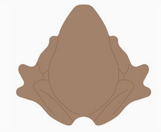 Bloc-Notes Chocogrenouille | Sorcière et Magie